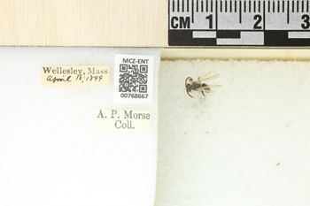 Media type: image;   Entomology 768667 Aspect: Labels